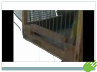 Rastreamento em animais silvestres 