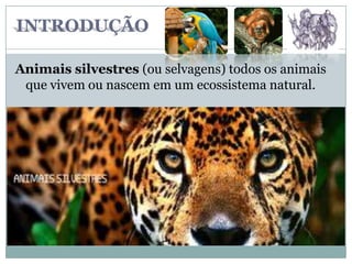 Animais silvestres (ou selvagens) todos os animais
que vivem ou nascem em um ecossistema natural.
INTRODUÇÃO
 