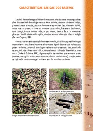 9
CARACTERÍSTICAS BÁSICAS DOS RASTROS
Amaioriadosmamíferospossuihábitosdiscretossendoativos duranteashorascrepusculares
(final da tarde e início da manhã) e noturnas. Nestes períodos, costumam sair de seusabrigos,
para realizar suas atividades, procurar alimento e se reproduzirem. Seu avistamento é difícil,
muitas vezes sua presença só é revelada através de rastros, trilhas, fezes e restos de alimentos,
como carcaças, frutos e sementes roídas, ou pela presença de tocas. Estas são importantes
pistasparaidentificaçãodasváriasespécies,alémdeacrescentarinformaçõessobresuaecologia
(Becker & Dalponte, 1991).
Comoosrastrosefezessãomaisfacilmenteencontrados,suautilizaçãoparaidentificação
dos mamíferos é uma alternativa simples e informativa. A partir do seu estudo, muitos dados
podem ser obtidos, como quais animais provavelmente estão presentes na área, abundância
relativa,indicaçõessobreousodohabitat,hábitoalimentareatividadesdesenvolvidas,entre
outras (Becker & Dalponte, 1991). Algumas espécies de mamíferos que servem de presas
(roedores, marsupiais, veados, porcos-do-mato, primatas e muitos outros) também podem
ser registrados eventualmente pela análise de fezes dos mamíferos carnívoros.
Vestígios de fezes de Puma yagouaroundi.
foto:RodrigoF.Moro-Rios
foto:JoséE.Silva-Pereirafoto:JoséE.Silva-Pereira
Vestígios de fezes de Lycalopex gymnocercus.
Vestígios de fezes de Hydrochoerus hydrochaeris.
 