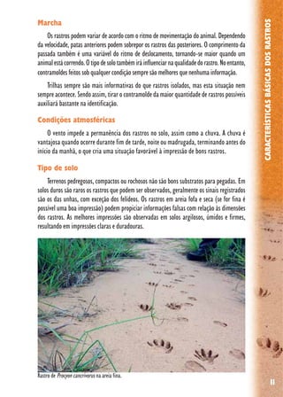 11
CARACTERÍSTICASBÁSICASDOSRASTROS
Marcha
Os rastros podem variar de acordo com o ritmo de movimentação do animal. Dependendo
da velocidade, patas anteriores podem sobrepor os rastros das posteriores. O comprimento da
passada também é uma variável do ritmo de deslocamento, tornando-se maior quando um
animalestácorrendo.Otipodesolotambémiráinfluenciarnaqualidadedorastro.Noentanto,
contramoldes feitos sob qualquer condição sempre são melhores que nenhuma informação.
Trilhas sempre são mais informativas do que rastros isolados, mas esta situação nem
sempre acontece. Sendo assim, tirar o contramolde da maior quantidade de rastros possíveis
auxiliará bastante na identificação.
Condições atmosféricas
O vento impede a permanência dos rastros no solo, assim como a chuva. A chuva é
vantajosa quando ocorre durante fim de tarde, noite ou madrugada, terminando antes do
início da manhã, o que cria uma situação favorável à impressão de bons rastros.
Tipo de solo
Terrenos pedregosos, compactos ou rochosos não são bons substratos para pegadas. Em
solos duros são raros os rastros que podem ser observados, geralmente os sinais registrados
são os das unhas, com exceção dos felídeos. Os rastros em areia fofa e seca (se for fina é
possível uma boa impressão) podem propiciar informações falsas com relação às dimensões
dos rastros. As melhores impressões são observadas em solos argilosos, úmidos e firmes,
resultando em impressões claras e duradouras.
Rastro de Procyon cancrivorus na areia fina.
 