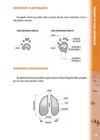 13
DIFERENTESTIPOSDERASTROS
MAMÍFEROS PLANTÍGRADOS
São aqueles animais que andam sobre as plantas dos pés, como o tamanduá, o tatu, o
mão-pelada e macacos.
MAMÍFEROS UNGULÍGRADOS
Sãoaquelesanimaisqueaoandarem,apóiamapenasaúltimafalangedosdedos,protegida
por um casco como queixada e veado.
 
