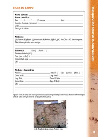 15
IDENTIFICANDOOSRASTROSDOSMAMÍFEROS
FICHA DE CAMPO
Nome comum:
Nome científico:
Data / / . Nº amostra: Hora:
Condições climáticas (se recente):
Local:
Descrição do habitat:
Ambiente
(FL)Floresta;(BO)Borda; (A)Antropizado;(R)Rochoso;(P)Praia,(MC)MataCiliare(AC)ÁreasCampestres.
Obs.: informação sobre outro vestígio.:
Substrato Raso ( ) Fundo ( )
Ponto de referência (GPS):
Fotos (com escalas): nº
Encaminhado para:
OBS:
Medidas dos rastros
Passada: Pata: Dir ( ) Esq ( ) / Ant. ( ) Post. ( )
Comp. Total : Larg. Almof.:
Larg. Total: Comp. III Dedo:
Comp. Almof.: Larg. III Dedo:
OBS:
Figura 1 – Ficha de campo com informações necessárias para um registro adequado do vestígio. Baseado no Protocolo para
coleta de dados do Projeto Detetives da Paisagem (Abreu, 2002).
Fig. 2 - Pegadas de Onça-pintada, Panthera onca.
Foto:DiegoR.Bilski
 