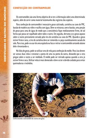 16
IDENTIFICANDOOSRASTROSDOSMAMÍFEROS
CONFECÇÃO DO CONTRAMOLDE
Os contramoldes são uma forma objetiva de se ter a informação sobre uma determinada
espécie, além de servir como material testemunho dos registros das espécies.
Para confecção do contramolde é necessário gesso calcinado, cartolina ou cano de PVC,
bastão de madeira ou vidro e vasilha com água. Deve-se misturar, com o bastão, uma porção
de gesso para uma de água de modo que a consistência fique medianamente firme, de tal
forma que possa ser espalhado sobre todo o rastro. Em seguida, derrama-se o gesso aquoso
sobre o rastro previamente cercado pela tira de cartolina ou cano de PVC. Quando o gesso
estiver firme e seco, a tira de cartolina deve ser removida e a peça cautelosamente sacada do
solo.Paraisso,pode-seusardeumaespátulaoufacaeretirarocontramoldecortandoabaixo
dele e levantando-o.
Na falta de gesso, pode-se utilizar cera de vela para confecção do molde. Para isso devem
ser acesas duas velas e encostar a ponta de uma na ponta da outra, deixando que a cera
pingue sobre o rastro a ser moldado. O molde pode ser retirado apenas quando a cera já
estiverfirmeeseca.Utilizarvelasémaisdemoradoedeve-seterodevidocuidadoparaevitar
queimaduras e incêndios.
Confeccionando o contramolde dos rastros com gesso.
foto:R.F.Moro-Rios
 