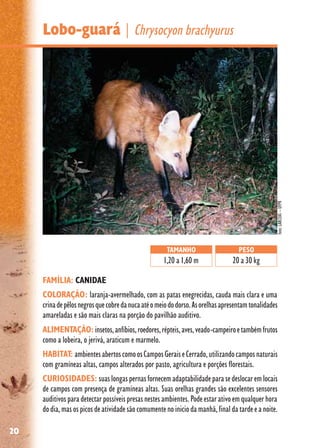 20
Lobo-guará | Chrysocyon brachyurus
FAMÍLIA: CANIDAE
COLORAÇÃO: laranja-avermelhado, com as patas enegrecidas, cauda mais clara e uma
crinadepêlosnegrosquecobredanucaatéomeiododorso.Asorelhasapresentamtonalidades
amareladas e são mais claras na porção do pavilhão auditivo.
ALIMENTAÇÃO: insetos,anfíbios,roedores,répteis,aves,veado-campeiroetambémfrutos
como a lobeira, o jerivá, araticum e marmelo.
HABITAT: ambientesabertoscomoosCamposGeraiseCerrado,utilizandocamposnaturais
com gramíneas altas, campos alterados por pasto, agricultura e porções florestais.
CURIOSIDADES: suaslongaspernasfornecemadaptabilidadeparasedeslocaremlocais
de campos com presença de gramíneas altas. Suas orelhas grandes são excelentes sensores
auditivosparadetectarpossíveispresasnestesambientes.Podeestarativoemqualquerhora
dodia,masospicosdeatividadesãocomumentenoiniciodamanhã,finaldatardeeanoite.
TAMANHO
1,20 a 1,60 m
PESO
20 a 30 kg
foto:LABCEAS–UFPR
 