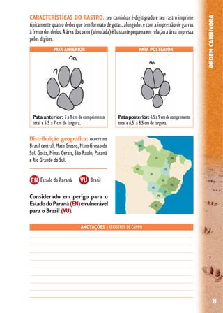 21
ORDEMCARNIVORA
Distribuição geográfica: ocorre no
Brasil central, Mato Grosso, Mato Grosso do
Sul, Goiás, Minas Gerais, São Paulo, Paraná
e Rio Grande do Sul.
Considerado em perigo para o
EstadodoParaná (EN)evulnerável
para o Brasil (VU).
Estado do Paraná Brasil
CARACTERÍSTICAS DO RASTRO: seu caminhar é digitígrado e seu rastro imprime
tipicamente quatro dedos que tem formato de gotas, alongados e com a impressão de garras
àfrentedosdedos.Aáreadocoxim(almofada)ébastantepequenaemrelaçãoàáreaimpressa
pelos dígitos.
VUEN
PATA ANTERIOR PATA POSTERIOR
ANOTAÇÕES |REGISTROS DE CAMPO
Pataposterior:6,5a9cmdecomprimento
totale6,5 a8,5cmdelargura.
Pata anterior: 7a9cmdecomprimento
total e 5,5 a 7 cm de largura.
 