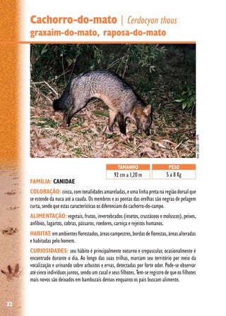 22
Cachorro-do-mato | Cerdocyon thous
graxaim-do-mato, raposa-do-mato
FAMÍLIA: CANIDAE
COLORAÇÃO: cinza,comtonalidadesamareladas,eumalinhapretanaregiãodorsalque
se estende da nuca até a cauda. Os membros e as pontas das orelhas são negras de pelagem
curta, sendo que estas características os diferenciam do cachorro-do-campo.
ALIMENTAÇÃO: vegetais, frutos, invertebrados (insetos, crustáceos e moluscos), peixes,
anfíbios, lagartos, cobras, pássaros, roedores, carniça e rejeitos humanos.
HABITAT:emambientesflorestados,áreascampestres,bordasdeflorestas,áreasalteradas
e habitadas pelo homem.
CURIOSIDADES: seu hábito é principalmente noturno e crepuscular, ocasionalmente é
encontrado durante o dia. Ao longo das suas trilhas, marcam seu território por meio da
vocalização e urinando sobre arbustos e ervas, detectadas por forte odor. Pode-se observar
até cinco indivíduos juntos, sendo um casal e seus filhotes. Tem-se registro de que os filhotes
mais novos são deixados em bambuzais densos enquanto os pais buscam alimento.
TAMANHO
92 cm a 1,20 m
PESO
5 a 8 Kg
foto:LABCEAS–UFPR
 