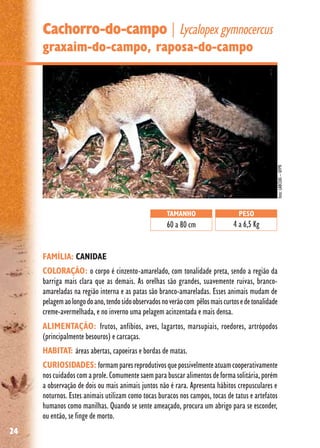 24
Cachorro-do-campo|Lycalopex gymnocercus
graxaim-do-campo, raposa-do-campo
FAMÍLIA: CANIDAE
COLORAÇÃO: o corpo é cinzento-amarelado, com tonalidade preta, sendo a região da
barriga mais clara que as demais. As orelhas são grandes, suavemente ruivas, branco-
amareladas na região interna e as patas são branco-amareladas. Esses animais mudam de
pelagemaolongodoano,tendosidoobservadosnoverãocom pêlosmaiscurtosedetonalidade
creme-avermelhada, e no inverno uma pelagem acinzentada e mais densa.
ALIMENTAÇÃO: frutos, anfíbios, aves, lagartos, marsupiais, roedores, artrópodos
(principalmente besouros) e carcaças.
HABITAT: áreas abertas, capoeiras e bordas de matas.
CURIOSIDADES: formamparesreprodutivosquepossivelmenteatuamcooperativamente
noscuidadoscomaprole.Comumentesaemparabuscaralimentosdeformasolitária,porém
a observação de dois ou mais animais juntos não é rara. Apresenta hábitos crepusculares e
noturnos. Estes animais utilizam como tocas buracos nos campos, tocas de tatus e artefatos
humanos como manilhas. Quando se sente ameaçado, procura um abrigo para se esconder,
ou então, se finge de morto.
TAMANHO
60 a 80 cm
PESO
4 a 6,5 Kg
foto:LABCEAS–UFPR
 