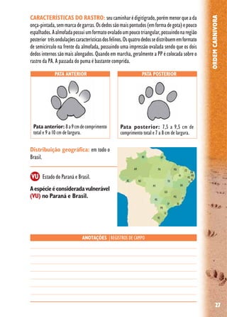 27
ORDEMCARNIVORA
CARACTERÍSTICAS DO RASTRO: seucaminharédigitígrado,porémmenorqueada
onça-pintada,semmarcadegarras.Osdedossãomaispontudos(emformadegota)epouco
espalhados.Aalmofadapossuiumformatoovaladoumpoucotriangular,possuindonaregião
posterior trêsondulaçõescaracterísticasdosfelinos.Osquatrodedossedistribuememformato
de semicírculo na frente da almofada, possuindo uma impressão ovalada sendo que os dois
dedos internos são mais alongados. Quando em marcha, geralmente a PP é colocada sobre o
rastro da PA. A passada do puma é bastante comprida.
Distribuição geográfica: em todo o
Brasil.
Aespécieéconsideradavulnerável
(VU) no Paraná e Brasil.
Estado do Paraná e Brasil.
ANOTAÇÕES |REGISTROS DE CAMPO
PATA ANTERIOR PATA POSTERIOR
Pata posterior: 7,5 a 9,5 cm de
comprimento total e 7 a 8 cm de largura.
Pata anterior: 8a9cmdecomprimento
total e 9 a 10 cm de largura.
VU
 