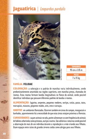 30
Jaguatirica | Leopardus pardalis
FAMÍLIA: FELIDAE
COLORAÇÃO: a coloração e o padrão de manchas varia individualmente, sendo
predominantemente amarelada nas regiões superiores, com manchas pretas, chamadas de
rosetas. Estas rosetas formam bandas longitudinais no flanco do animal, sendo possível
identificar indivíduos que possuam diferentes padrões de bandas e rosetas.
ALIMENTAÇÃO: lagartos, serpentes, pequenos roedores, ouriços, cutias, pacas, tatus,
marsupiais, macacos, pequenos veados, aves, ovos e carcaças.
HABITAT: em ambientes florestados. Ocorrem também em áreas de campos, manguezais e
banhados, aparentemente há a necessidade de que estas áreas estejam próximas a florestas.
CURIOSIDADES: caçamanimaisnosolo,porémalimentam-secomfreqüênciadeanimais
dehábitosarborícolascomoprimatas,ouriçoseoutros.Sãosolitáriasenoturnassendopossível
a observação de mais de um indivíduo durante a reprodução e a mãe criando seus filhotes.
Usam espaços entre raízes de grandes árvores caídas como abrigos para seus filhotes.
TAMANHO
95 cm a 1,45 m
PESO
7 a 15 kg
foto:DenisFerreiraNeto
 