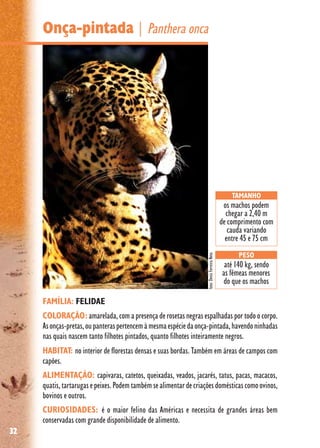 32
Onça-pintada | Panthera onca
FAMÍLIA: FELIDAE
COLORAÇÃO:amarelada, com a presença de rosetas negras espalhadas por todo o corpo.
Asonças-pretas,oupanteraspertencemàmesmaespéciedaonça-pintada,havendoninhadas
nas quais nascem tanto filhotes pintados, quanto filhotes inteiramente negros.
HABITAT: no interior de florestas densas e suas bordas. Também em áreas de campos com
capões.
ALIMENTAÇÃO: capivaras, catetos, queixadas, veados, jacarés, tatus, pacas, macacos,
quatis,tartarugasepeixes.Podemtambémsealimentardecriaçõesdomésticascomoovinos,
bovinos e outros.
CURIOSIDADES: é o maior felino das Américas e necessita de grandes áreas bem
conservadas com grande disponibilidade de alimento.
PESO
até 140 kg, sendo
as fêmeas menores
do que os machos
TAMANHO
os machos podem
chegar a 2,40 m
de comprimento com
cauda variando
entre 45 e 75 cm
foto:DenisFerreiraNeto
 