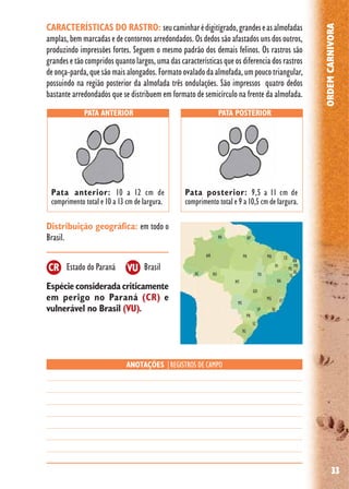 33
ORDEMCARNIVORA
CARACTERÍSTICAS DO RASTRO: seucaminharédigitígrado,grandeseasalmofadas
amplas, bem marcadas e de contornos arredondados. Os dedos são afastados uns dos outros,
produzindo impressões fortes. Seguem o mesmo padrão dos demais felinos. Os rastros são
grandes e tão compridos quanto largos, uma das características que os diferencia dos rastros
deonça-parda,quesãomaisalongados.Formatoovaladodaalmofada,umpoucotriangular,
possuindo na região posterior da almofada três ondulações. São impressos quatro dedos
bastante arredondados que se distribuem em formato de semicírculo na frente da almofada.
Distribuição geográfica: em todo o
Brasil.
Espécie considerada criticamente
em perigo no Paraná (CR) e
vulnerável no Brasil (VU).
Estado do Paraná Brasil
ANOTAÇÕES |REGISTROS DE CAMPO
PATA ANTERIOR PATA POSTERIOR
Pata anterior: 10 a 12 cm de
comprimento total e 10 a 13 cm de largura.
Pata posterior: 9,5 a 11 cm de
comprimento total e 9 a 10,5 cm de largura.
VUCR
 