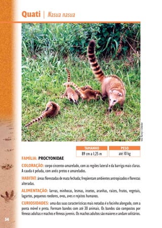 34
Quati | Nasua nasua
FAMÍLIA: PROCYONIDAE
COLORAÇÃO:corpocinzento-amarelado,comasregiõeslateraledabarrigamaisclaras.
A cauda é peluda, com anéis pretos e amarelados.
HABITAT: áreasflorestadasdematafechada;freqüentamambientesantropizadoseflorestas
alteradas.
ALIMENTAÇÃO: larvas, minhocas, lesmas, insetos, aranhas, raízes, frutos, vegetais,
lagartos, pequenos roedores, ovos, aves e rejeitos humanos.
CURIOSIDADES: umadassuascaracterísticasmaisnotadaséofocinhoalongado,coma
ponta móvel e preta. Formam bandos com até 30 animais. Os bandos são compostos por
fêmeasadultasemachosefêmeasjuvenis.Osmachosadultossãomaioreseandamsolitários.
TAMANHO
89 cm a 1,25 m
PESO
até 10 kg
foto:HarveyF.Schlenker
 