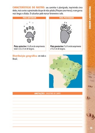 35
ORDEMCARNIVORA
Distribuição geográfica: em todo o
Brasil.
PATA ANTERIOR PATA POSTERIOR
ANOTAÇÕES |REGISTROS DE CAMPO
Pata anterior: 4a8cmdecomprimento
total e 3,5 a 5 cm de largura.
CARACTERÍSTICAS DO RASTRO: seu caminhar é plantígrado, imprimindo cinco
dedos,maiscurtoseaproximadosdoquedemão-pelada(Procyoncancrivorus),ecomgarras
mais longas e afiadas. O calcanhar pode marcar fortemente o solo.
Pata posterior:7a11cmdecomprimento
e 4 a 5 cm de largura.
 