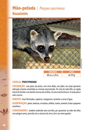 36
Mão-pelada | Procyon cancrivorus
Guaxinim
FAMÍLIA: PROCYONIDAE
COLORAÇÃO: suas patas são pretas, com cinco dedos, sem pêlos; seu corpo apresenta
coloração cinzento-amarelada ou cinzento-amarronzada. Em cima de cada olho, na região
lateral do focinho e nas bordas internas das orelhas, há uma mancha branca. A cauda possui
anéis escuros.
HABITAT: áreas florestadas, capoeiras, manguezais e próximo a cursos d’água.
ALIMENTAÇÃO: peixes,moluscos,crustáceos,anfíbios,insetos,sementes,frutosepequenos
mamíferos.
CURIOSIDADES: também conhecido como zorrinho, por apresentar ao redor dos olhos
uma pelagem preta, parecida com a máscara do zorro, daí o seu nome popular.
TAMANHO
80 cm a 1,10 m
PESO
até 10 kg
foto:PatriciaW.eSilva
 
