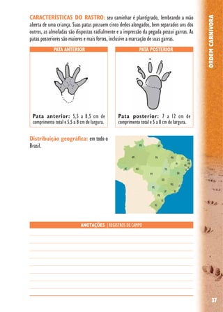 37
ORDEMCARNIVORA
Distribuição geográfica: em todo o
Brasil.
PATA ANTERIOR PATA POSTERIOR
ANOTAÇÕES |REGISTROS DE CAMPO
Pata anterior: 5,5 a 8,5 cm de
comprimento total e 5,5 a 8 cm de largura.
Pata posterior: 7 a 12 cm de
comprimento total e 5 a 8 cm de largura.
CARACTERÍSTICAS DO RASTRO: seu caminhar é plantígrado, lembrando a mão
aberta de uma criança. Suas patas possuem cinco dedos alongados, bem separados uns dos
outros, as almofadas são dispostas radialmente e a impressão da pegada possui garras. As
patas posteriores são maiores e mais fortes, inclusive a marcação de suas garras.
 