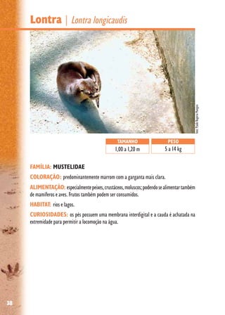 38
Lontra | Lontra longicaudis
FAMÍLIA: MUSTELIDAE
COLORAÇÃO: predominantemente marrom com a garganta mais clara.
ALIMENTAÇÃO: especialmentepeixes,crustáceos,moluscos;podendosealimentartambém
de mamíferos e aves. Frutos também podem ser consumidos.
HABITAT: rios e lagos.
CURIOSIDADES: os pés possuem uma membrana interdigital e a cauda é achatada na
extremidade para permitir a locomoção na água.
TAMANHO
1,00 a 1,20 m
PESO
5 a 14 kg
foto:PauloRogérioMangini
 