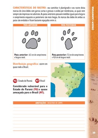 39
ORDEMCARNIVORA
Distribuição geográfica: ocorre em
quase todo o Brasil.
PATA ANTERIOR PATA POSTERIOR
ANOTAÇÕES |REGISTROS DE CAMPO
Pata anterior: 6,5 cm de comprimento
e largura total.
Pata posterior: 7,5cmdecomprimento
e 4,8 cm de largura total.
CARACTERÍSTICAS DO RASTRO: seu caminhar é plantígrado e seu rastro deixa
marcas de cinco dedos com garras curtas e grossas e unidos por membranas, as quais nem
sempresãoimpressasnosubstrato.Aspatasanteriorespossuemmedidasiguaisparalargura
e comprimento enquanto as posteriores são mais longas. As marcas dos dedos de ambas as
patas são ovaladas e ficam bastante espaçadas entre si.
Considerado vulnerável para o
Estado do Paraná (VU) e quase
ameaçada para o Brasil (NT).
Estado do Paraná BrasilVU NT
 