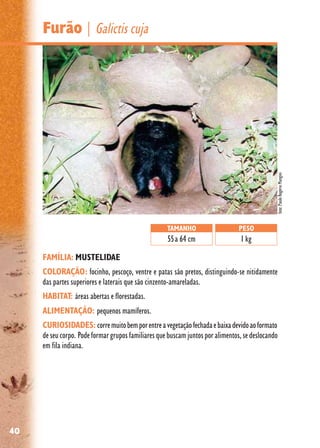 40
Furão | Galictis cuja
FAMÍLIA: MUSTELIDAE
COLORAÇÃO: focinho, pescoço, ventre e patas são pretos, distinguindo-se nitidamente
das partes superiores e laterais que são cinzento-amareladas.
HABITAT: áreas abertas e florestadas.
ALIMENTAÇÃO: pequenos mamíferos.
CURIOSIDADES: corremuitobemporentreavegetaçãofechadaebaixadevidoaoformato
de seu corpo. Podeformargruposfamiliaresquebuscamjuntosporalimentos,sedeslocando
em fila indiana.
TAMANHO
55a 64 cm
PESO
1 kg
foto:PauloRogérioMangini
 