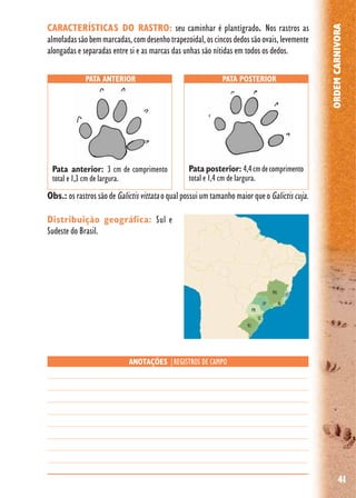 41
ORDEMCARNIVORA
Distribuição geográfica: Sul e
Sudeste do Brasil.
PATA ANTERIOR PATA POSTERIOR
ANOTAÇÕES |REGISTROS DE CAMPO
Pata anterior: 3 cm de comprimento
total e 1,3 cm de largura.
Pata posterior: 4,4cmdecomprimento
total e 1,4 cm de largura.
CARACTERÍSTICAS DO RASTRO: seu caminhar é plantígrado. Nos rastros as
almofadassãobemmarcadas,comdesenhotrapezoidal,oscincosdedossãoovais,levemente
alongadas e separadas entre si e as marcas das unhas são nítidas em todos os dedos.
Obs.: os rastros são de Galictisvittatao qual possui um tamanho maior que oGalictiscuja.
 