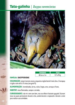 42
Tatu-galinha | Dasypus novemcinctus
FAMÍLIA: DASYPODIDAE
COLORAÇÃO: corpoémarrom-escuro,enquantoaregiãolateralémaisclara. Acarapaça
é rígida e tem de 8 a 11 cintas (em geral 9).
ALIMENTAÇÃO: invertebrados, larvas, raízes, fungos, ovos, carcaças e frutos.
HABITAT: áreas florestadas, campos e cerrados.
CURIOSIDADES: não vê e nem ouve bem, mas seu olfato é bastante aguçado. Escavam
tocas nas quais permanecem durante o dia, saindo durante o crepúsculo e durante a noite
para realizar suas atividades.
TAMANHO
60 cm a 1 m
PESO
2,7 a 8 kg
foto:J.Carneiro|ArquivoSEMA
 