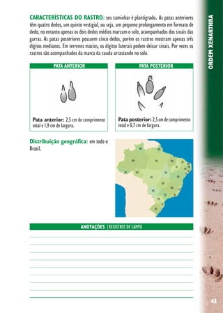 43
ORDEMXENARTHRA
Distribuição geográfica: em todo o
Brasil.
CARACTERÍSTICAS DO RASTRO: seu caminhar é plantígrado. As patas anteriores
têm quatro dedos, um quinto vestigial, ou seja, um pequeno prolongamento em formato de
dedo, no entanto apenas os dois dedos médios marcam o solo, acompanhados dos sinais das
garras. As patas posteriores possuem cinco dedos, porém os rastros mostram apenas três
dígitos medianos. Em terrenos macios, os dígitos laterais podem deixar sinais. Por vezes os
rastros são acompanhados da marca da cauda arrastando no solo.
Pata anterior: 2,5 cm de comprimento
total e 1,9 cm de largura.
Pata posterior: 2,5cmdecomprimento
total e 0,7 cm de largura.
PATA ANTERIOR PATA POSTERIOR
ANOTAÇÕES |REGISTROS DE CAMPO
 