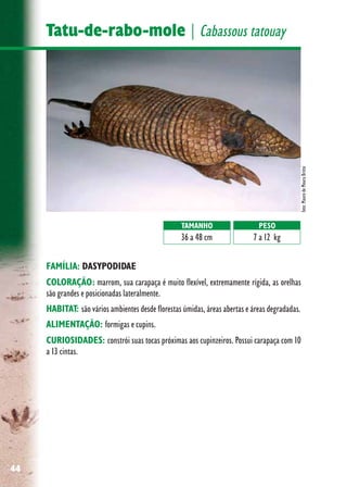 44
Tatu-de-rabo-mole | Cabassous tatouay
FAMÍLIA: DASYPODIDAE
COLORAÇÃO: marrom, sua carapaça é muito flexível, extremamente rígida, as orelhas
são grandes e posicionadas lateralmente.
HABITAT: são vários ambientes desde florestas úmidas, áreas abertas e áreas degradadas.
ALIMENTAÇÃO: formigas e cupins.
CURIOSIDADES: constrói suas tocas próximas aos cupinzeiros. Possui carapaça com 10
a 13 cintas.
foto:MaurodeMouraBritto
TAMANHO
36 a 48 cm
PESO
7 a 12 kg
 