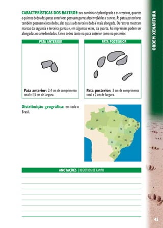 45
ORDEMXENARTHRA
Distribuição geográfica: em todo o
Brasil.
CARACTERÍSTICAS DOS RASTROS:seucaminharéplantígradoeos terceiros,quartos
equintosdedosdaspatasanteriorespossuemgarrasdesenvolvidasecurvas.Aspatasposteriores
tambémpossuemcincodedos,dasquaisadoterceirodedoémaisalongada.Osrastrosmostram
marcas da segunda e terceira garras e, em algumas vezes, da quarta. As impressões podem ser
alongadas ou arredondadas. Cinco dedos tanto na pata anterior como na posterior.
ANOTAÇÕES |REGISTROS DE CAMPO
PATA ANTERIOR PATA POSTERIOR
Pata anterior: 2,4 cm de comprimento
total e 1,5 cm de largura.
Pata posterior: 3 cm de comprimento
total e 2 cm de largura.
 