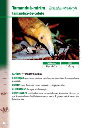 46
Tamanduá-mirim | Tamandua tetradactyla
tamanduá-de-colete
FAMÍLIA: MYRMECOPHAGIDAE
COLORAÇÃO:amarelo-esbranquiçada,compêlospretosformandoumdesenhosemelhante
a um colete.
HABITAT: áreas florestadas, campos com capões, restingas e cerrados.
ALIMENTAÇÃO: formigas , abelhas e cupins.
CURIOSIDADES: também chamado de tamanduá-de-colete, é um animal arborícola, ou
seja, é encontrado com freqüência em cima das árvores. A garra do meio é maior e tem
formato de foice.
foto:J.Carneiro|ArquivoSEMA
TAMANHO
93 cm a 1,47 m
PESO
3 a 8,4 kg
 