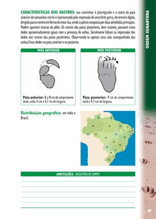 47
ORDEMXENARTHRA
Distribuição geográfica: em todo o
Brasil.
CARACTERÍSTICAS DOS RASTROS: seu caminhar é plantígrado e o rastro da pata
anteriordotamanduá-mirimérepresentadopelaimpressãodeumafortegarra,doterceirodígito,
dirigidaparaocentroemformademeia-lua,sendoapalmacompostaporduasalmofadasprincipais.
Podem aparecer marcas de pêlos. Os rastros das patas posteriores, bem maiores, possuem cinco
dedos aproximadamente iguais com a presença de unhas. Geralmente faltam as impressões dos
dedos nos rastros das patas posteriores. Observando-se apenas uma sola acompanhada das
unhas.Cincodedosnapataanteriorenaposterior.
ANOTAÇÕES |REGISTROS DE CAMPO
PATA ANTERIOR PATA POSTERIOR
Pata anterior: 8a10cmdecomprimento
total, unha 4 cm e 4,7 cm de largura.
Pata posterior: 9 cm de comprimento
total e 4,7 cm de largura.
 