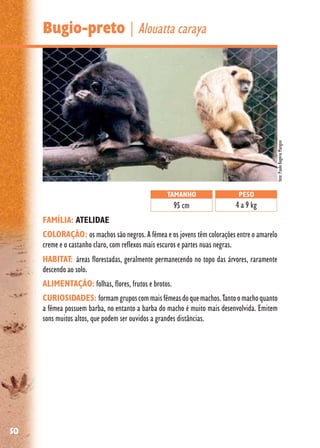50
Bugio-preto | Alouatta caraya
FAMÍLIA: ATELIDAE
COLORAÇÃO: os machos são negros. A fêmea e os jovens têm colorações entre o amarelo
creme e o castanho claro, com reflexos mais escuros e partes nuas negras.
HABITAT: áreas florestadas, geralmente permanecendo no topo das árvores, raramente
descendo ao solo.
ALIMENTAÇÃO: folhas, flores, frutos e brotos.
CURIOSIDADES: formamgruposcommaisfêmeasdoquemachos.Tantoomachoquanto
a fêmea possuem barba, no entanto a barba do macho é muito mais desenvolvida. Emitem
sons muitos altos, que podem ser ouvidos a grandes distâncias.
TAMANHO
95 cm
PESO
4 a 9 kg
foto:PauloRogérioMangini
 