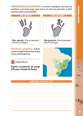 51
ORDEMPRIMATES
Distribuição geográfica: no Brasil,
ocorremnasregiõesdoCentro-Oeste,Sudeste
e Sul até o Rio Grande do Sul.
Espécie considerada em perigo
(EN) para o Estado do Paraná.
Estado do Paraná
PATA ANTERIOR PATA POSTERIOR
ANOTAÇÕES |REGISTROS DE CAMPO
Pata anterior: 12cm de comprimento
total e 8,5 cm de largura.
Pata posterior: 13cm de comprimento
total e 9 cm de largura.
EN
CARACTERÍSTICAS DOS RASTROS: seu caminhar é plantígrado. Seus rastros são
semelhantes ao do macaco-prego, porém maiores. Em solos mais consistentes, os dedos
imprimem somente suas extremidades.
 