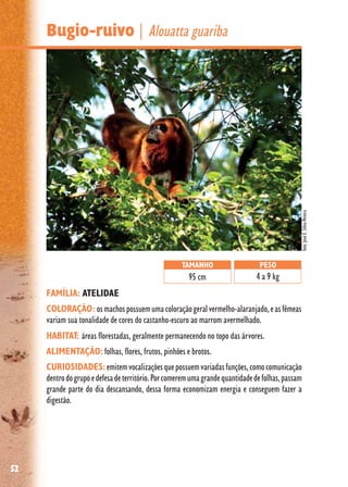 52
Bugio-ruivo| Alouatta guariba
FAMÍLIA: ATELIDAE
COLORAÇÃO: osmachospossuemumacoloraçãogeralvermelho-alaranjado,easfêmeas
variam sua tonalidade de cores do castanho-escuro ao marrom avermelhado.
HABITAT: áreas florestadas, geralmente permanecendo no topo das árvores.
ALIMENTAÇÃO: folhas, flores, frutos, pinhões e brotos.
CURIOSIDADES:emitemvocalizaçõesquepossuemvariadasfunções,comocomunicação
dentrodogrupoedefesadeterritório.Porcomeremumagrandequantidadedefolhas,passam
grande parte do dia descansando, dessa forma economizam energia e conseguem fazer a
digestão.
TAMANHO
95 cm
PESO
4 a 9 kg
foto:JoséE.Silva-Pereira
 