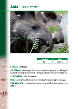 54
Anta | Tapirus terrestris
FAMÍLIA: TAPIRIDAE
COLORAÇÃO: coloração geral cinza-amarronzada com uma pelagem curta. Ao longo da
cabeça e do pescoço possui uma faixa de pêlos rígidos e grossos formando crina mais escura.
ALIMENTAÇÃO: folhas, frutos e raízes.
HABITAT: áreas florestadas densas e nas encostas de morros, sempre próximos à água.
CURIOSIDADES:ofocinhoéemformadeumatrombamóvel.Éomaiormamíferoterrestre
do Brasil.
foto:DenisFerreiraNeto
TAMANHO
2 m
PESO
até 300 kg
 