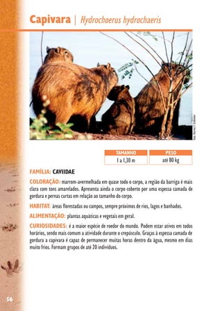 56
Capivara| Hydrochoerus hydrochaeris
FAMÍLIA: CAVIIDAE
COLORAÇÃO: marrom-avermelhada em quase todo o corpo, a região da barriga é mais
clara com tons amarelados. Apresenta ainda o corpo coberto por uma espessa camada de
gordura e pernas curtas em relação ao tamanho do corpo.
HABITAT: áreas florestadas ou campos, sempre próximos de rios, lagos e banhados.
ALIMENTAÇÃO: plantas aquáticas e vegetais em geral.
CURIOSIDADES: é a maior espécie de roedor do mundo. Podem estar ativos em todos
horários, sendo mais comum a atividade durante o crepúsculo. Graças à espessa camada de
gordura a capivara é capaz de permanecer muitas horas dentro da água, mesmo em dias
muito frios. Formam grupos de até 20 indivíduos.
TAMANHO
1 a 1,30 m
PESO
até 80 kg
foto:HarveyF.Schlenker
 