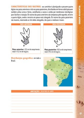 57
ORDEMRODENTIA
Distribuição geográfica: em todo o
Brasil.
PATA ANTERIOR PATA POSTERIOR
ANOTAÇÕES |REGISTROS DE CAMPO
Pata anterior: 12,5 cm de comprimento
total e 11,5 cm de largura.
Pata posterior: 10,5cmdecomprimento
total e 9,5 cm de largura.
CARACTERÍSTICAS DOS RASTROS: seu caminhar é plantígrado e possuem quatro
dígitosnaspatasanterioresetrêsnaspatasposteriores,distribuídosemformaradialpossuem
também unhas curtas e fortes, semelhantes a cascos e unidos por membranas interdigitais
parafacilitaranatação.Osrastrosdaspatasanterioressãocompostaspelosegundo,terceiro
e quarto dígito, sendo o terceiro um pouco mais alongado. Os rastros das patas posteriores
são maiores, mostrando os três dedos alongados, dos quais o mediano é maior.
 