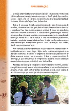 4
APRESENTAÇÃO
O Manual de Rastros da Fauna Paranaense foi elaborado para auxiliar os voluntários das
UnidadesdeConservaçãoestaduaisedemaisinteressadosnaidentificaçãodealgunsmamíferos
de médio e grande porte com ocorrência nos corredores Araucária, Iguaçu-Paraná e Caiuá-
Ilha Grande, definidos pelo Projeto Paraná Biodiversidade.
Trata-se de um manual ilustrado, que contém informações sobre algumas espécies de
mamíferos,taiscomo:característicasgerais,habitat,hábitosalimentares,formatodosrastros
e curiosidades. O uso deste material de apoio em atividades de campo tem como objetivo
incentivar e dar suporte aos voluntários na coleta de informações sobre alguns mamíferos
paranaenses. Estas informações poderão ser encaminhadas para os gerentes das unidades de
conservação próximos da sua área de atuação. Os dados levantados serão, posteriormente,
analisados e organizados para a criação de um banco de dados georeferenciado, que servirá
como ferramenta para identificação das principais causas das ameaças à fauna silvestre,
visando a sua proteção e conservação.
Além dos rastros, os animais deixam outros vestígios que também podem ser levados em
consideraçãocomotocas,ninhos,abrigosedejetos;porém,estestiposdevestígiosnãoforam
abordados neste manual. No trabalho de campo muitas das informações podem também ser
obtidas através de conversas com os moradores da área de entorno das unidades de
conservação, os quais têm o privilégio de viver próximos a estas áreas naturais que abrigam
espécies fundamentais para o patrimônio de nossa biodiversidade.
Maisdoquerazõesecológicasparagarantirasobrevivênciadestesmamíferos,aproteção
dasespécieséumaquestãoéticaeosvoluntários,destaforma,estarãocontribuindoparaque
as futuras gerações possam conhecer animais fascinantes e de beleza ímpar. Estes são os
verdadeiros rastros que gostaríamos que mais pessoas estivessem seguindo.
Voluntários das Unidades de Conservação.
 