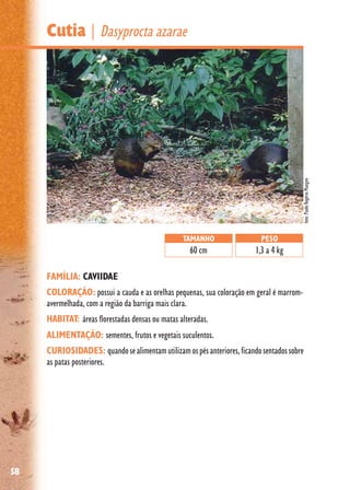 58
Cutia | Dasyprocta azarae
FAMÍLIA: CAVIIDAE
COLORAÇÃO: possui a cauda e as orelhas pequenas, sua coloração em geral é marrom-
avermelhada, com a região da barriga mais clara.
HABITAT: áreas florestadas densas ou matas alteradas.
ALIMENTAÇÃO: sementes, frutos e vegetais suculentos.
CURIOSIDADES: quandosealimentamutilizamospésanteriores,ficandosentadossobre
as patas posteriores.
TAMANHO
60 cm
PESO
1,3 a 4 kg
foto:PauloRogérioMangini
 