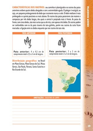 59
ORDEMRODENTIA
Distribuição geográfica: no Brasil
em Mato Grosso, Mato Grosso do Sul, Minas
Gerais, São Paulo, Paraná, Santa Catarina e
Rio Grande do Sul.
PATA ANTERIOR PATA POSTERIOR
ANOTAÇÕES |REGISTROS DE CAMPO
Pata anterior: 4 a 4,5 cm de
comprimento total e 2,5 a 3 cm de largura.
Pata posterior: 2 a 3 cm de
comprimento total e 2 a 3 cm de largura.
CARACTERÍSTICAS DOS RASTROS: seucaminharéplantígradoeosrastrosdaspatas
anterioresexibemquatrodedosalongadosecomaextremidadeaguda.Opolegarévestigial,ou
seja, um pequeno prolongamento do dedo que raramente marca o solo. O dedo mediano é mais
prolongado e o quinto posiciona-se mais abaixo. Os rastros das patas posteriores são maiores e
compostas por três dedos longos, dos quais o central é projetado mais à frente. As patas da
frente,comcincodedos,sãomaiscurtasqueasdetrás,comapenastrêsdedos.Osrastrospodem
ser confundidos com os da pata traseira do tatu-galinha, porém nos rastros da cutia ficam
marcadas a ligação entre os dedos enquanto que nos rastros do tatu não.
 