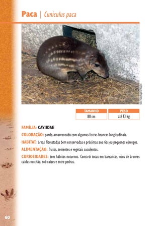 60
Paca | Cuniculus paca
FAMÍLIA: CAVIIDAE
COLORAÇÃO: pardo-amarronzado com algumas listras brancas longitudinais.
HABITAT: áreas florestadas bem conservadas e próximas aos rios ou pequenos córregos.
ALIMENTAÇÃO: frutos, sementes e vegetais suculentos.
CURIOSIDADES: tem hábitos noturnos. Constrói tocas em barrancos, ocos de árvores
caídas no chão, sob raízes e entre pedras.
TAMANHO
80 cm
PESO
até 13 kg
foto:PauloRogérioMangini
 