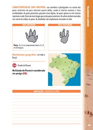 61
ORDEMRODENTIA
Distribuição geográfica: em todo o
Brasil.
NoEstadodoParanáéconsiderada
em perigo (EN).
Estado do Paraná
PATA ANTERIOR PATA POSTERIOR
ANOTAÇÕES |REGISTROS DE CAMPO
Pata: 4 a 5 cm comprimento total e 3 a 4
cm de largura.
EN
CARACTERÍSTICAS DOS RASTROS: seu caminhar é plantígrado e os rastros das
patas anteriores da paca mostram quatro dedos, sendo os laterais menores e mais
arredondados. As patas posteriores possuem cinco dígitos, do quais apenas os três centrais
imprimemosolo.Estessãomaislongosqueosdaspatasanteriores.Asunhassãobemmarcadas
nos rastros de ambas as patas. As almofadas são amplamente marcadas no solo.
 