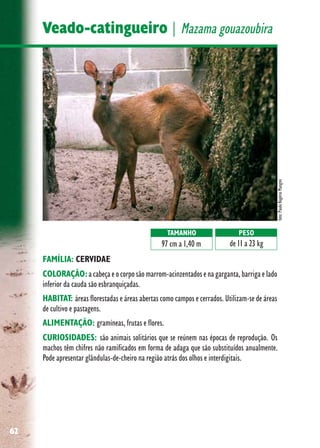 62
Veado-catingueiro | Mazama gouazoubira
FAMÍLIA: CERVIDAE
COLORAÇÃO:a cabeça e o corpo são marrom-acinzentados e na garganta, barriga e lado
inferior da cauda são esbranquiçadas.
HABITAT: áreas florestadas e áreas abertas como campos e cerrados. Utilizam-se de áreas
de cultivo e pastagens.
ALIMENTAÇÃO: gramíneas, frutas e flores.
CURIOSIDADES: são animais solitários que se reúnem nas épocas de reprodução. Os
machos têm chifres não ramificados em forma de adaga que são substituídos anualmente.
Pode apresentar glândulas-de-cheiro na região atrás dos olhos e interdigitais.
TAMANHO
97 cm a 1,40 m
PESO
de 11 a 23 kg
foto:PauloRogérioMangini
 
