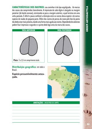 63
ORDEMARTIODACTYLA
Distribuição geográfica: em todo o
Brasil.
Espécie presumivelmente amea-
çada.
PATA ANTERIOR PATA POSTERIOR
Pata: 3 a 3,5 cm comprimento total.
CARACTERÍSTICAS DOS RASTROS: seu caminhar é do tipo ungulígrado. As marcas
dos cascos são comprimidas lateralmente. A impressão de cada dígito é alargada na margem
posterior (de bordo convexo), estreitando-se para a margem anterior, a qual termina em uma
unha pontuda. É difícil e pouco confiável a distinção entre os rastros dessa espécie e de outras
espécies de veados de pequeno porte. Difere dos rastros de porcos-do-mato pelo fato da ponta
dosdedosestarmaispróxima,dandoumaformamaisagudaaosrastros.Dependendodosubstrato
podem ficar impressos o segundo e o quinto dedo logo atrás da marca dos cascos.
ANOTAÇÕES |REGISTROS DE CAMPO
 