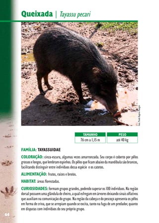 64
Queixada | Tayassu pecari
FAMÍLIA: TAYASSUIDAE
COLORAÇÃO: cinza-escura, algumas vezes amarronzada. Seu corpo é coberto por pêlos
grossoselongos,quelembramespinhos.Ospêlosqueficamabaixodamandíbulasãobrancos,
facilitando distinguir entre indivíduos dessa espécie e os catetos.
ALIMENTAÇÃO: frutos, raízes e brotos.
HABITAT: áreas florestadas.
CURIOSIDADES: formam grupos grandes, podendo superar os 100 indivíduos. Na região
dorsalpossuemumaglânduladecheiro,aqualesfregamemárvoresdeixandosinaisolfativos
que auxiliam na comunicação do grupo. Na região da cabeça e do pescoço apresenta os pêlos
em forma de crina, que se arrepiam quando se excita, tanto na fuga de um predador, quanto
em disputas com indivíduos do seu próprio grupo.
TAMANHO
76 cm a 1,15 m
PESO
até 40 kg foto:PauloRogérioMangini
 