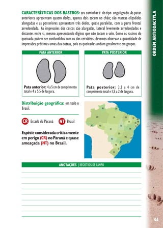 65
ORDEMARTIODACTYLA
CARACTERÍSTICAS DOS RASTROS: seu caminhar é do tipo ungulígrado. As patas
anteriores apresentam quatro dedos, apenas dois tocam no chão; são marcas elipsóides
alongadas e as posteriores apresentam três dedos, quase paralelas, com a parte frontal
arredondada. As impressões dos cascos são alargadas, lateral levemente arredondados e
distantes entre si, mesmo apresentando dígitos que não tocam o solo. Como os rastros do
queixada podem ser confundidos com os dos cervídeos, devemos observar a quantidade de
impressões próximas umas das outras, pois os queixadas andam geralmente em grupos.
Espécieconsideradacriticamente
em perigo (CR) noParanáe quase
ameaçada (NT) no Brasil.
Distribuição geográfica: em todo o
Brasil.
Estado do Paraná Brasil
PATA ANTERIOR PATA POSTERIOR
Pata anterior: 4a5cmdecomprimento
total e 4 a 5,5 de largura.
Pata posterior: 3,5 a 4 cm de
comprimento total e 1,5 a 2 de largura.
ANOTAÇÕES |REGISTROS DE CAMPO
NTCR
 