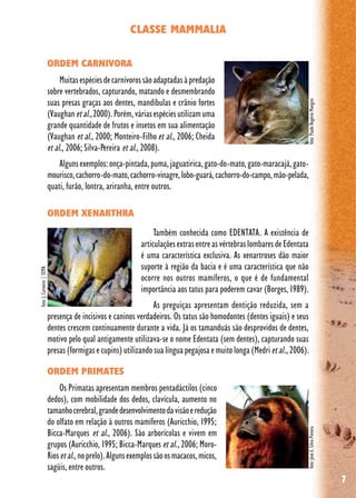 7
CLASSE MAMMALIA
ORDEM CARNIVORA
Muitasespéciesdecarnívorossãoadaptadasàpredação
sobre vertebrados, capturando, matando e desmembrando
suas presas graças aos dentes, mandíbulas e crânio fortes
(Vaughanetal.,2000).Porém,váriasespéciesutilizamuma
grande quantidade de frutos e insetos em sua alimentação
(Vaughan et al., 2000; Monteiro-Filho et al., 2006; Cheida
et al., 2006; Silva-Pereira et al., 2008).
Algunsexemplos:onça-pintada,puma,jaguatirica,gato-do-mato,gato-maracajá,gato-
mourisco,cachorro-do-mato,cachorro-vinagre,lobo-guará,cachorro-do-campo,mão-pelada,
quati, furão, lontra, ariranha, entre outros.
ORDEM XENARTHRA
Também conhecida como EDENTATA. A existência de
articulaçõesextrasentreasvértebraslombaresdeEdentata
é uma característica exclusiva. As xenartroses dão maior
suporte à região da bacia e é uma característica que não
ocorre nos outros mamíferos, o que é de fundamental
importância aos tatus para poderem cavar (Borges, 1989).
As preguiças apresentam dentição reduzida, sem a
presença de incisivos e caninos verdadeiros. Os tatus são homodontes (dentes iguais) e seus
dentes crescem continuamente durante a vida. Já os tamanduás são desprovidos de dentes,
motivo pelo qual antigamente utilizava-se o nome Edentata (sem dentes), capturando suas
presas (formigas e cupins) utilizando sua língua pegajosa e muito longa (Medrietal., 2006).
ORDEM PRIMATES
Os Primatas apresentam membros pentadáctilos (cinco
dedos), com mobilidade dos dedos, clavícula, aumento no
tamanhocerebral,grandedesenvolvimentodavisãoeredução
do olfato em relação à outros mamíferos (Auricchio, 1995;
Bicca-Marques et al., 2006). São arborícolas e vivem em
grupos (Auricchio, 1995; Bicca-Marques et al., 2006; Moro-
Riosetal.,noprelo).Algunsexemplossãoosmacacos,micos,
sagüis, entre outros.
foto:PauloRogérioMangini
foto:J.Carneiro|SEMA
foto:JoséE.Silva-Pereira
 