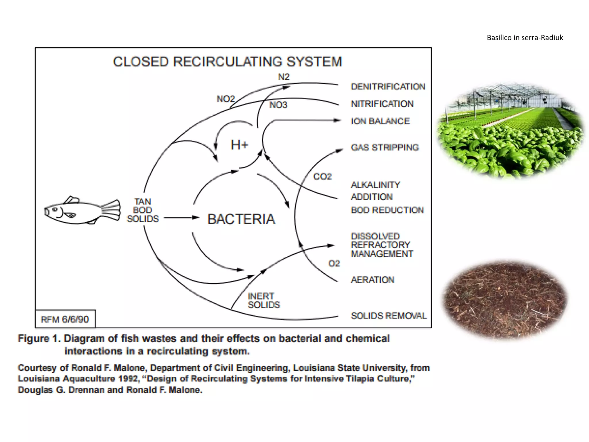 Basilico in serra-Radiuk
 