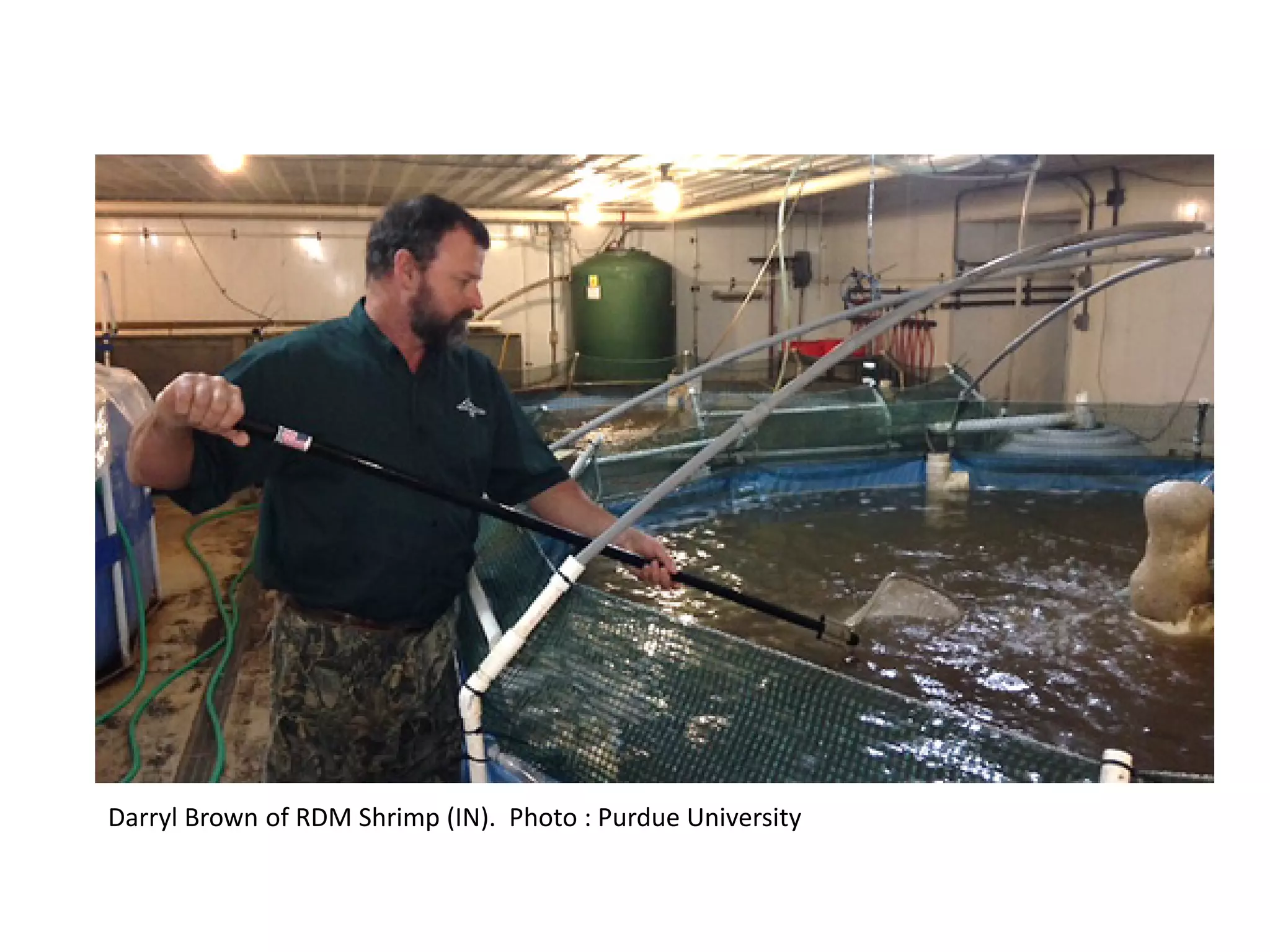 Darryl Brown of RDM Shrimp (IN). Photo : Purdue University
 