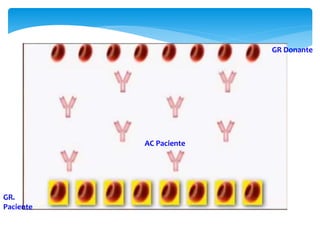 AC Paciente 
GR. 
Paciente 
GR Donante 
 