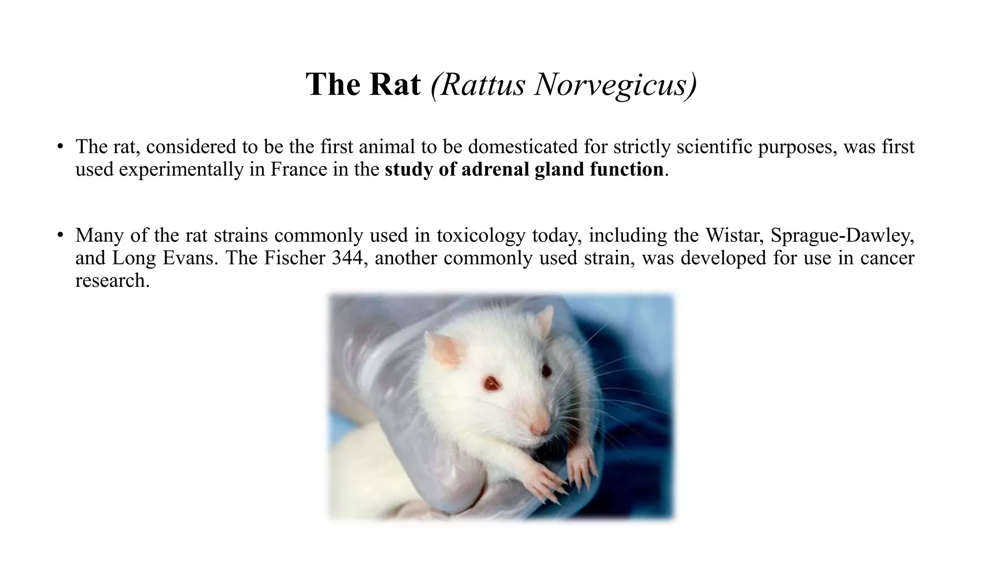 laboratory animal: Rat | PPTX