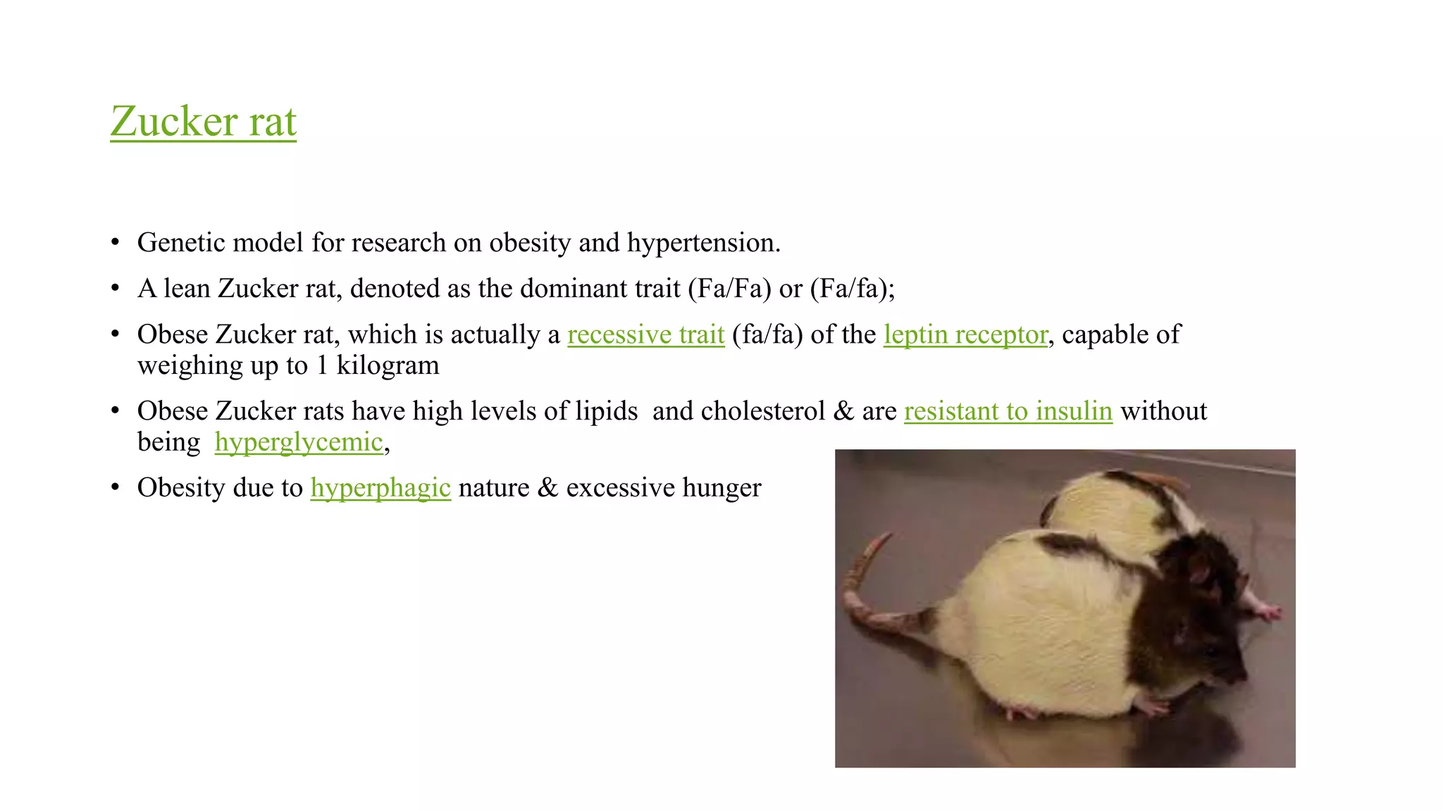 Obese Lab Rats laboratory animal: Rat | PPTX